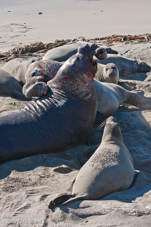 Elephant Seals at Rookery  - Image Name: PiedrasBlancas_1265