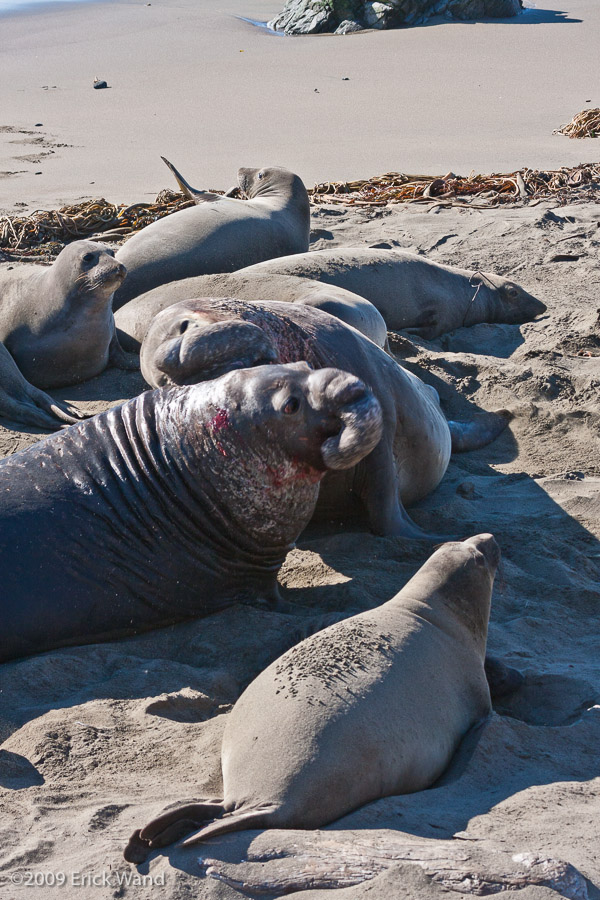 Elephant Seals at Rookery  - Image Name: PiedrasBlancas_1268