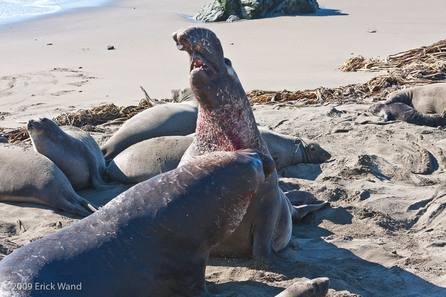 Elephant Seals at Rookery  - Image Name: PiedrasBlancas_1269