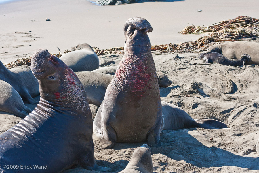 Elephant Seals at Rookery  - Image Name: PiedrasBlancas_1271