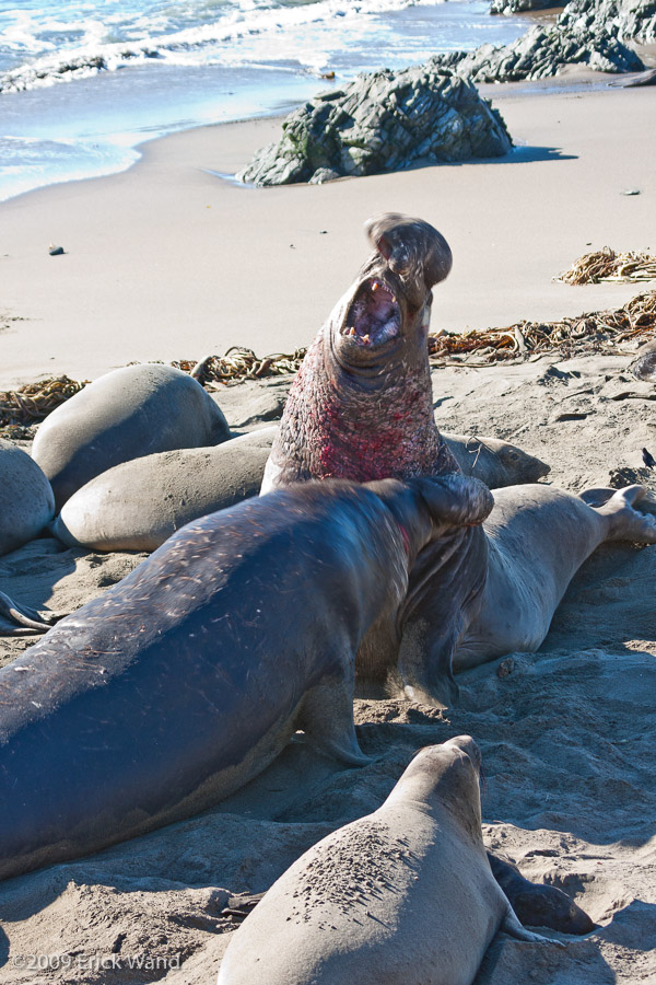 Elephant Seals at Rookery  - Image Name: PiedrasBlancas_1273