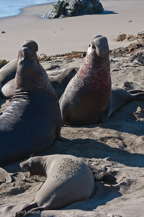 Elephant Seals at Rookery  - Image Name: PiedrasBlancas_1274