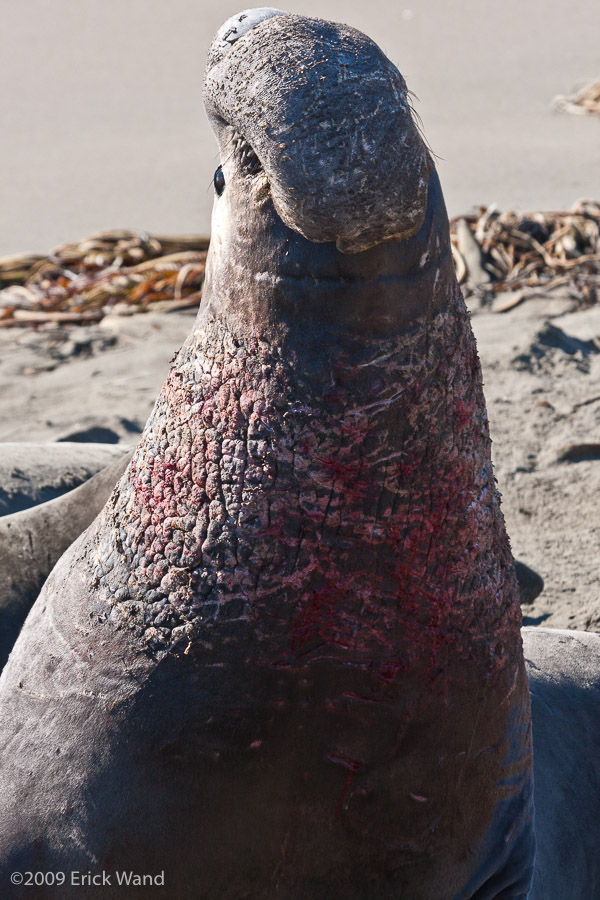 Elephant Seals at Rookery  - Image Name: PiedrasBlancas_1275