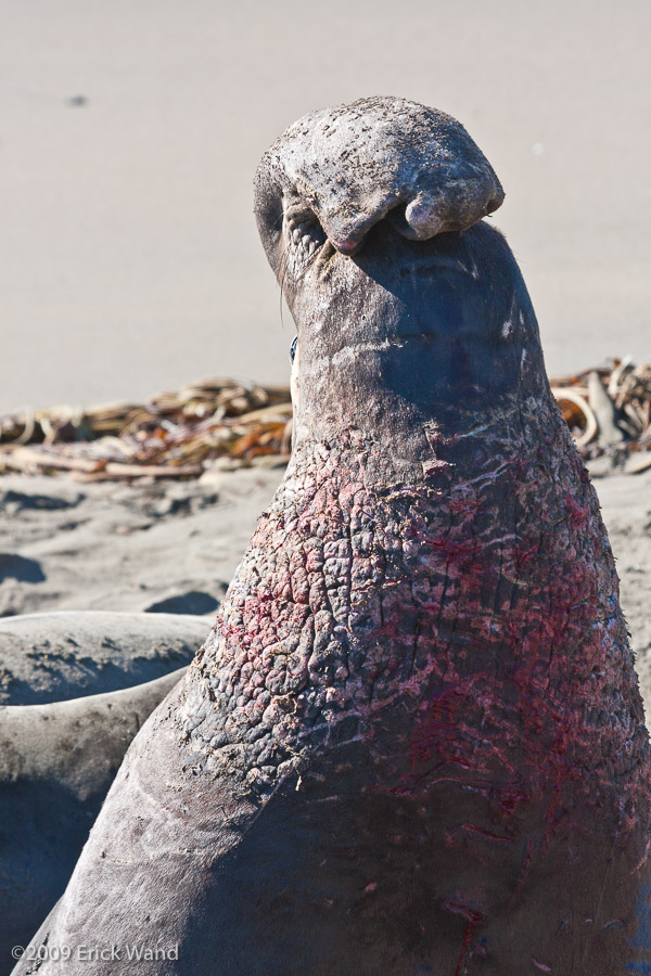 Elephant Seals at Rookery  - Image Name: PiedrasBlancas_1276