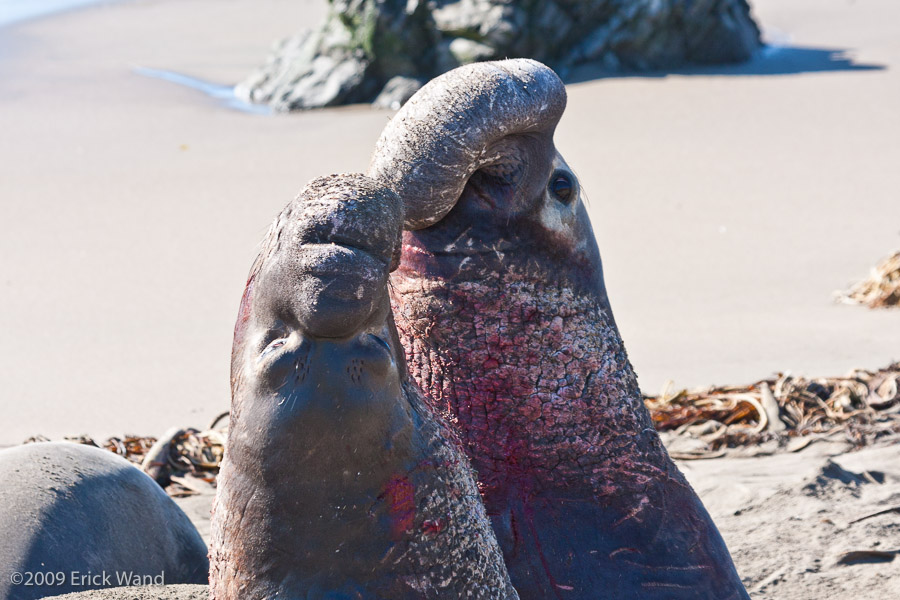 Elephant Seals at Rookery  - Image Name: PiedrasBlancas_1280