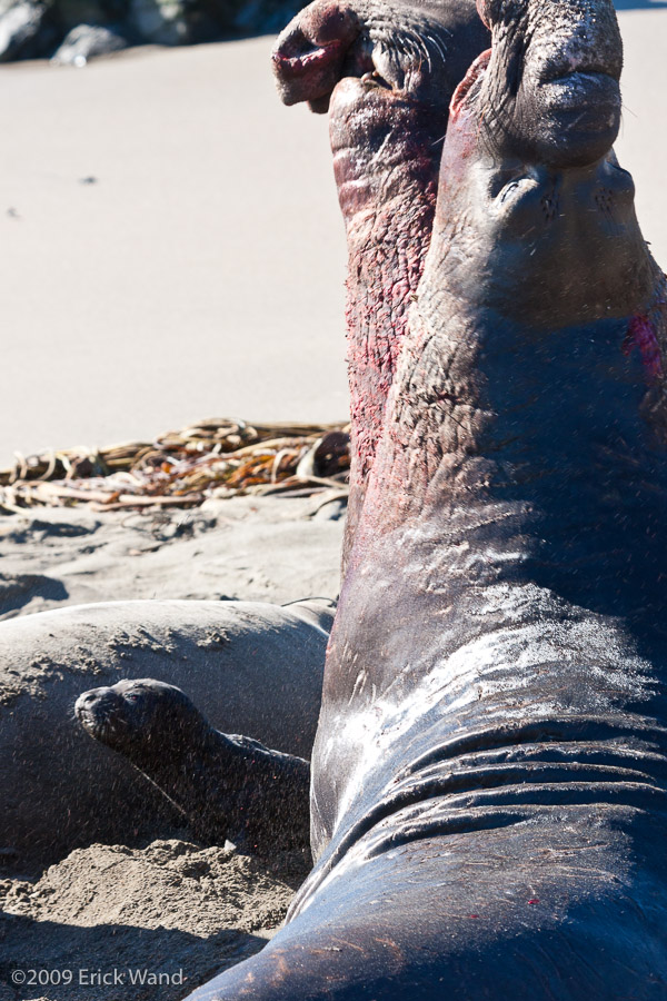 Elephant Seals at Rookery  - Image Name: PiedrasBlancas_1283