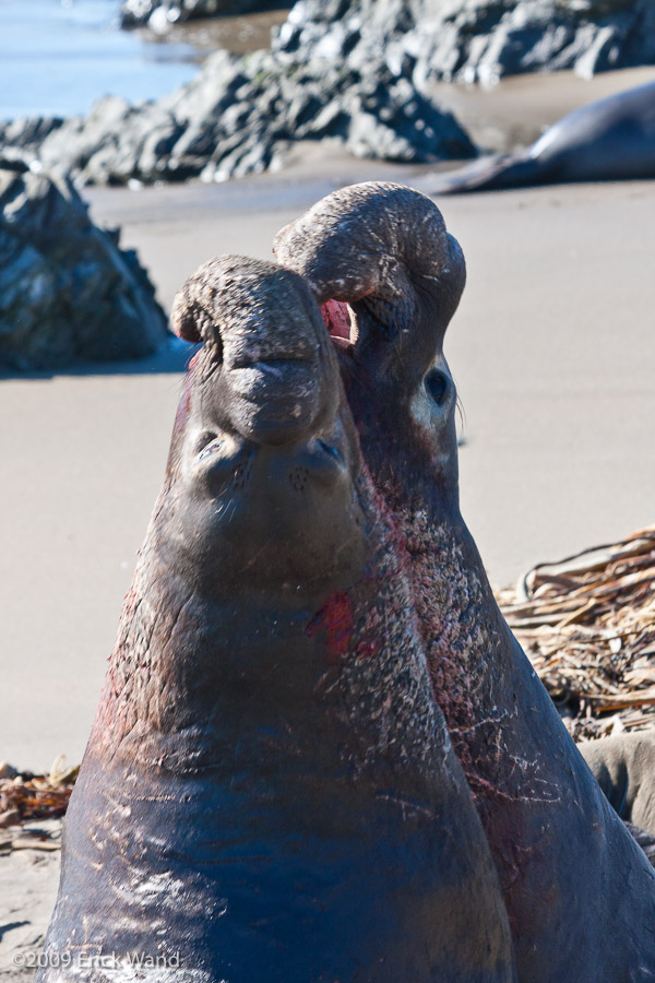 Elephant Seals at Rookery  - Image Name: PiedrasBlancas_1284
