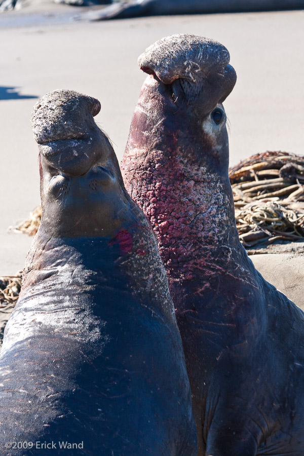 Elephant Seals at Rookery  - Image Name: PiedrasBlancas_1285