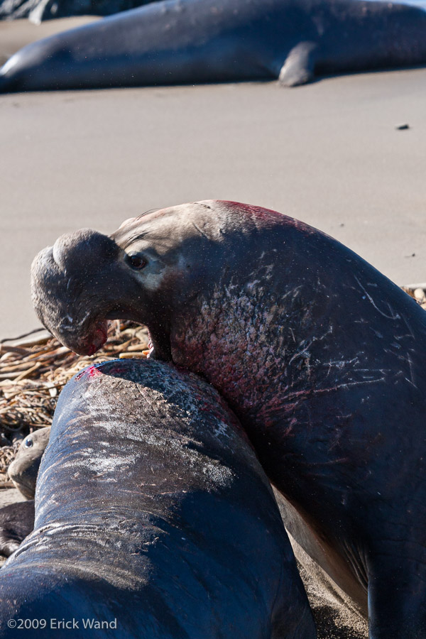 Elephant Seals at Rookery  - Image Name: PiedrasBlancas_1286