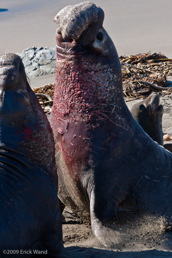 Elephant Seals at Rookery  - Image Name: PiedrasBlancas_1287