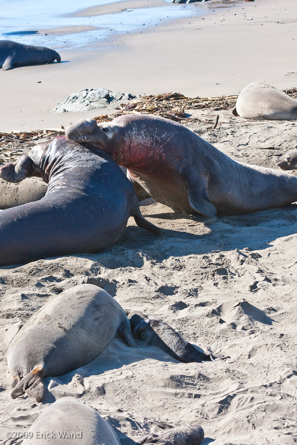 Elephant Seals at Rookery  - Image Name: PiedrasBlancas_1289