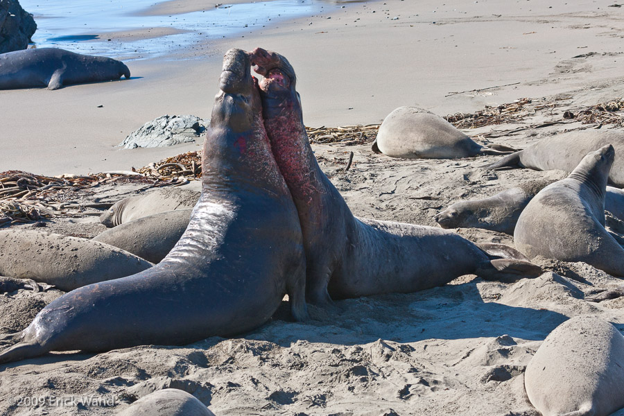 Elephant Seals at Rookery  - Image Name: PiedrasBlancas_1290