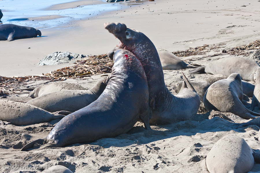 Elephant Seals at Rookery  - Image Name: PiedrasBlancas_1291