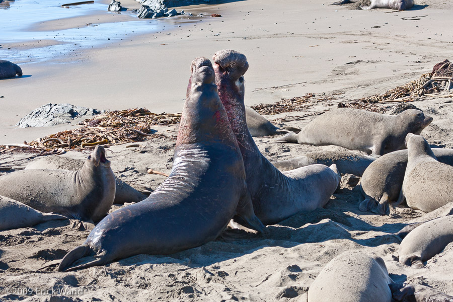 Elephant Seals at Rookery  - Image Name: PiedrasBlancas_1292