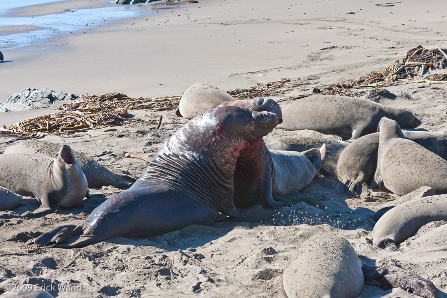 Elephant Seals at Rookery  - Image Name: PiedrasBlancas_1293