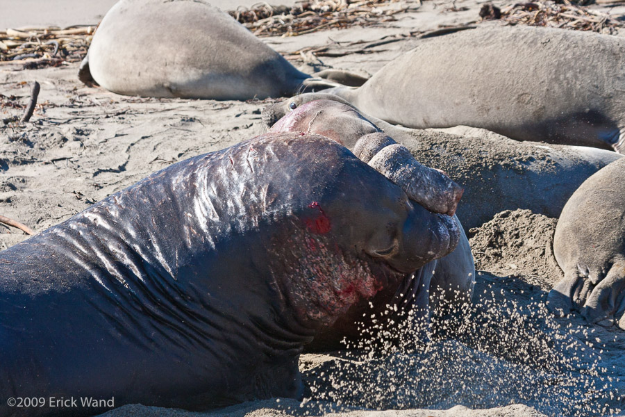 Elephant Seals at Rookery  - Image Name: PiedrasBlancas_1294