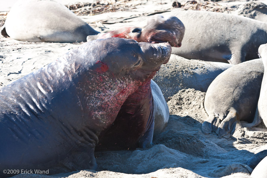 Elephant Seals at Rookery  - Image Name: PiedrasBlancas_1295