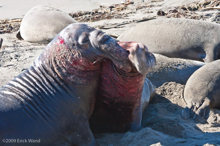 Elephant Seals at Rookery  - Image Name: PiedrasBlancas_1296