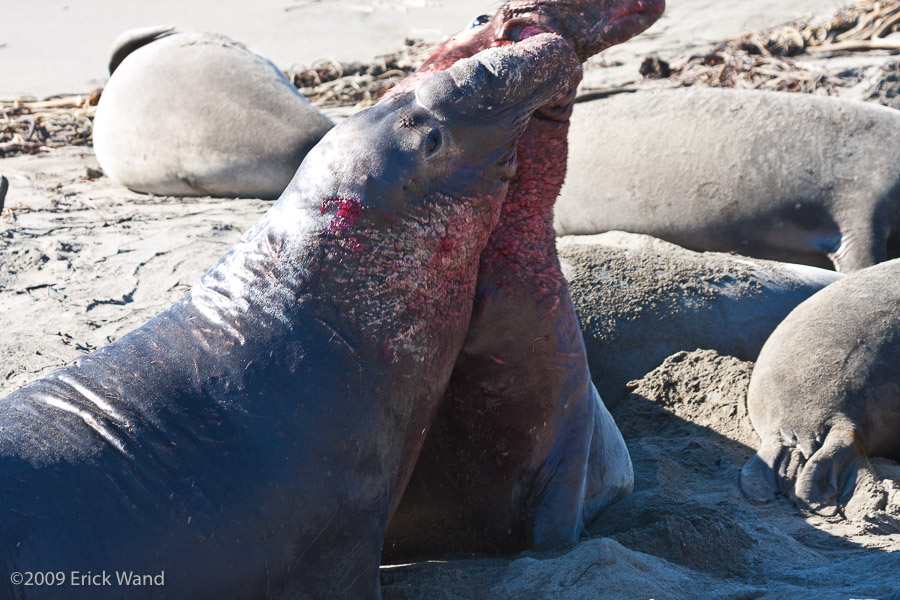 Elephant Seals at Rookery  - Image Name: PiedrasBlancas_1297