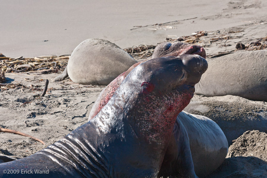 Elephant Seals at Rookery  - Image Name: PiedrasBlancas_1298