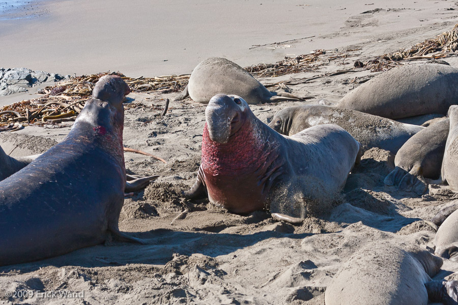 Elephant Seals at Rookery  - Image Name: PiedrasBlancas_1299