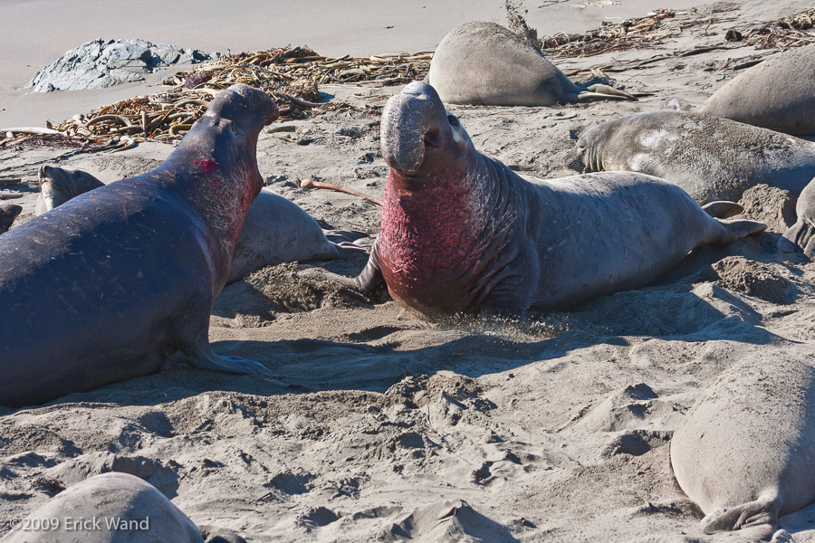 Elephant Seals at Rookery  - Image Name: PiedrasBlancas_1300