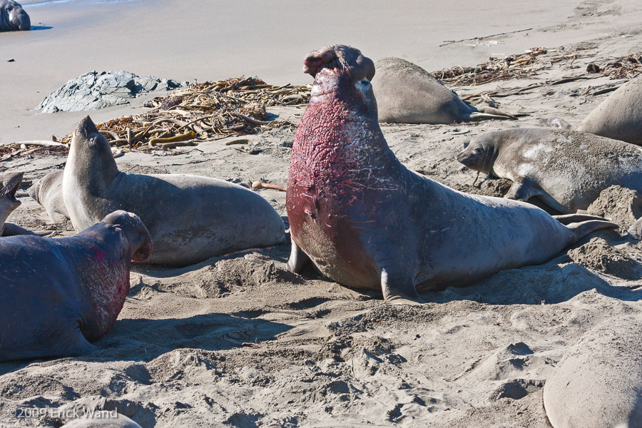 Elephant Seals at Rookery  - Image Name: PiedrasBlancas_1301