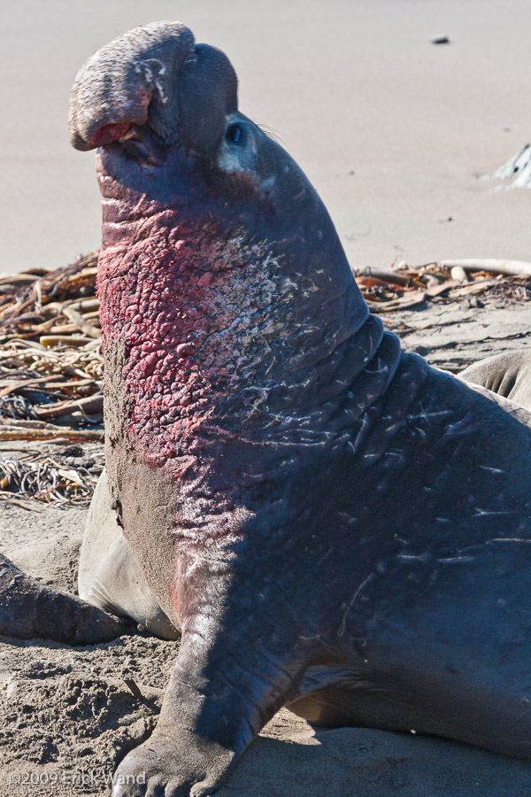 Elephant Seals at Rookery  - Image Name: PiedrasBlancas_1302