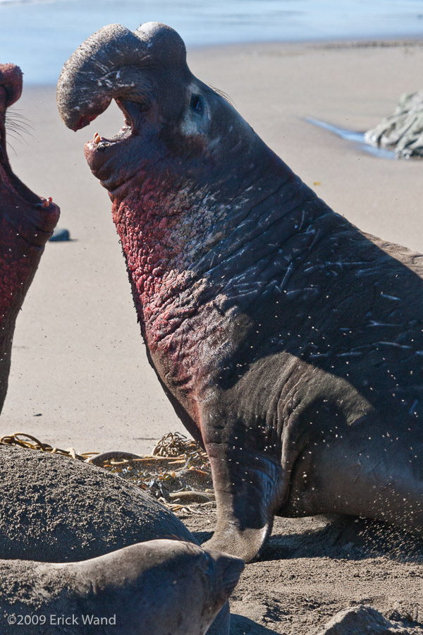 Elephant Seals at Rookery  - Image Name: PiedrasBlancas_1303