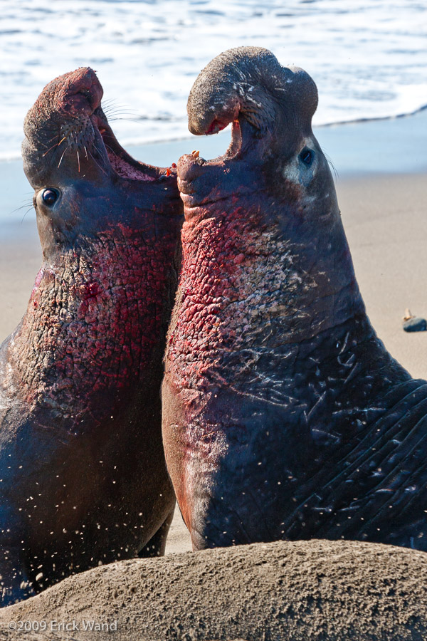 Elephant Seals at Rookery  - Image Name: PiedrasBlancas_1304