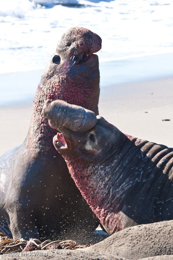 Elephant Seals at Rookery  - Image Name: PiedrasBlancas_1305