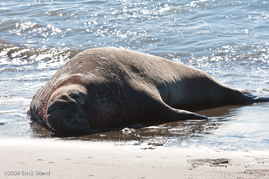 Elephant Seals at Rookery  - Image Name: PiedrasBlancas_1312