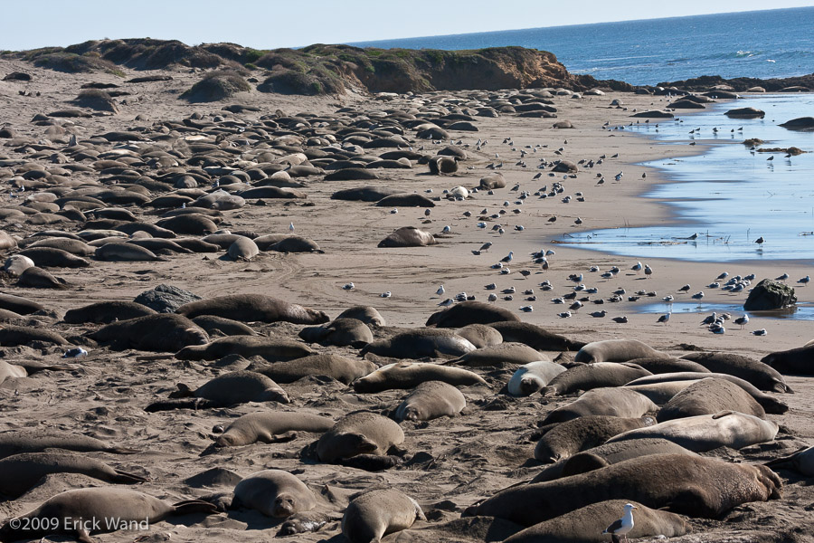 Elephant Seals at Rookery  - Image Name: PiedrasBlancas_1313