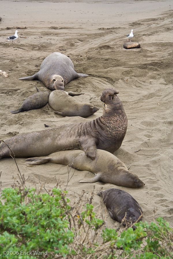 Elephant Seals at Rookery  - Image Name: PiedrasBlancas_1732