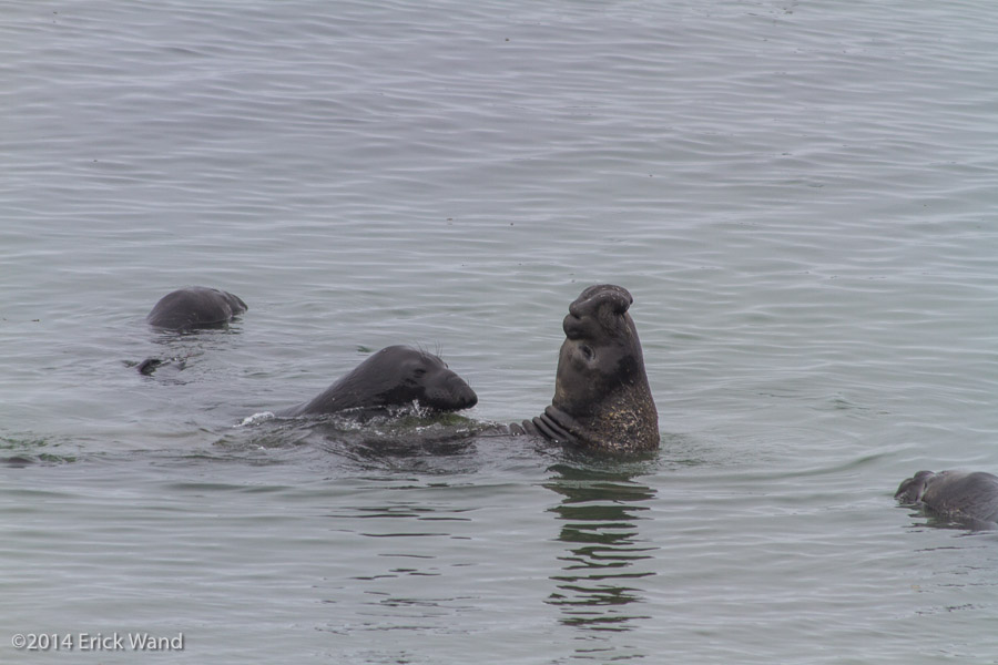 Elephant Seals at Rookery  - Image Name: PiedrasBlancas_9519