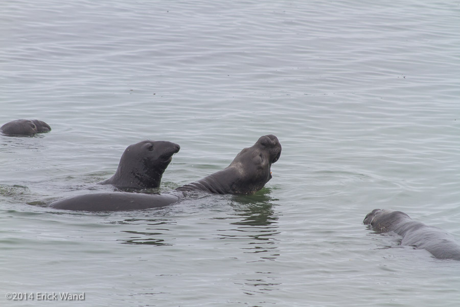 Elephant Seals at Rookery  - Image Name: PiedrasBlancas_9520