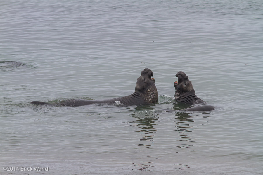 Elephant Seals at Rookery  - Image Name: PiedrasBlancas_9523