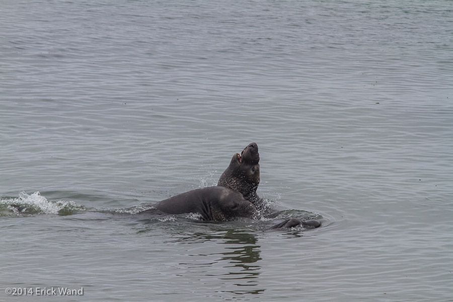 Elephant Seals at Rookery  - Image Name: PiedrasBlancas_9524