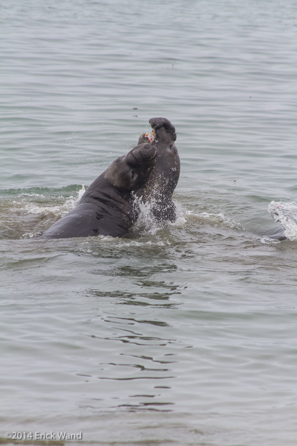Elephant Seals at Rookery  - Image Name: PiedrasBlancas_9531