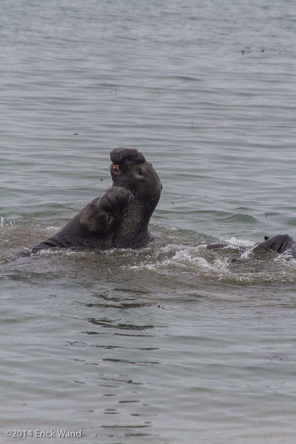 Elephant Seals at Rookery  - Image Name: PiedrasBlancas_9532
