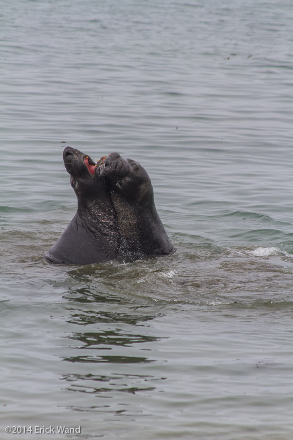 Elephant Seals at Rookery  - Image Name: PiedrasBlancas_9533
