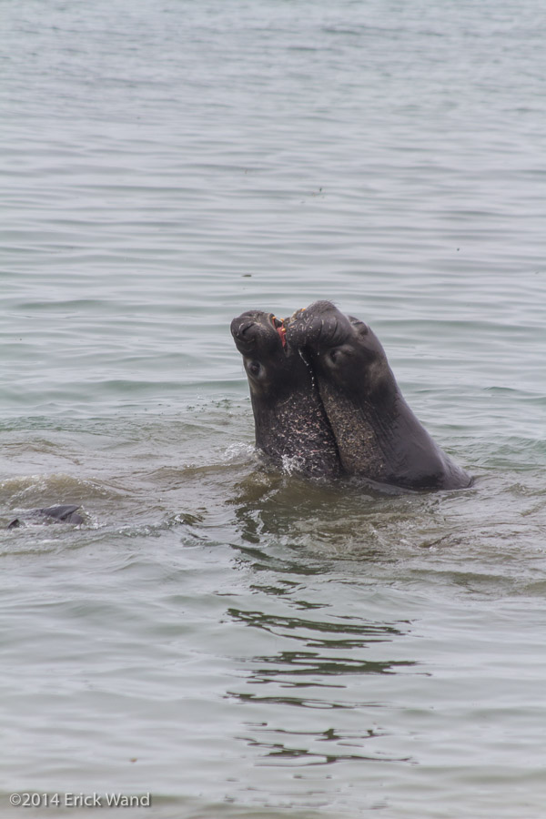 Elephant Seals at Rookery  - Image Name: PiedrasBlancas_9534