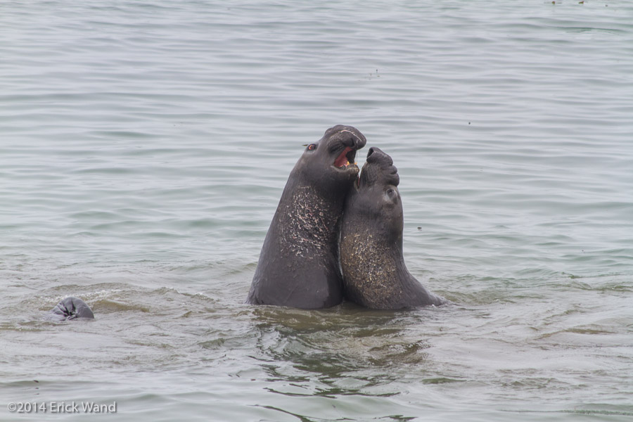 Elephant Seals at Rookery  - Image Name: PiedrasBlancas_9535