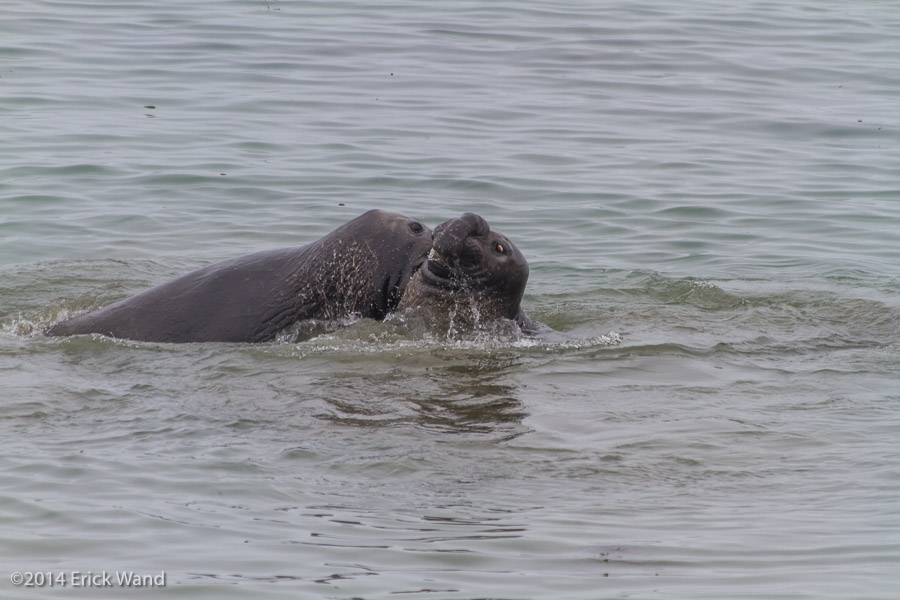 Elephant Seals at Rookery  - Image Name: PiedrasBlancas_9536