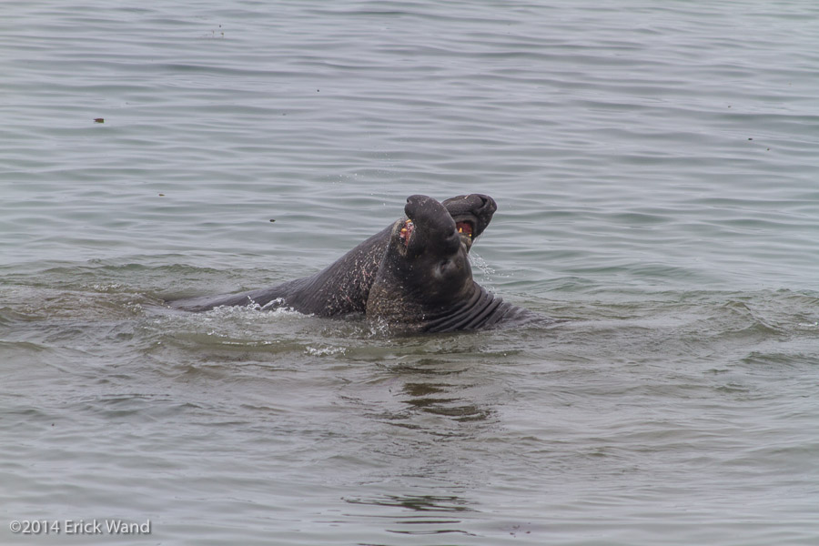 Elephant Seals at Rookery  - Image Name: PiedrasBlancas_9537