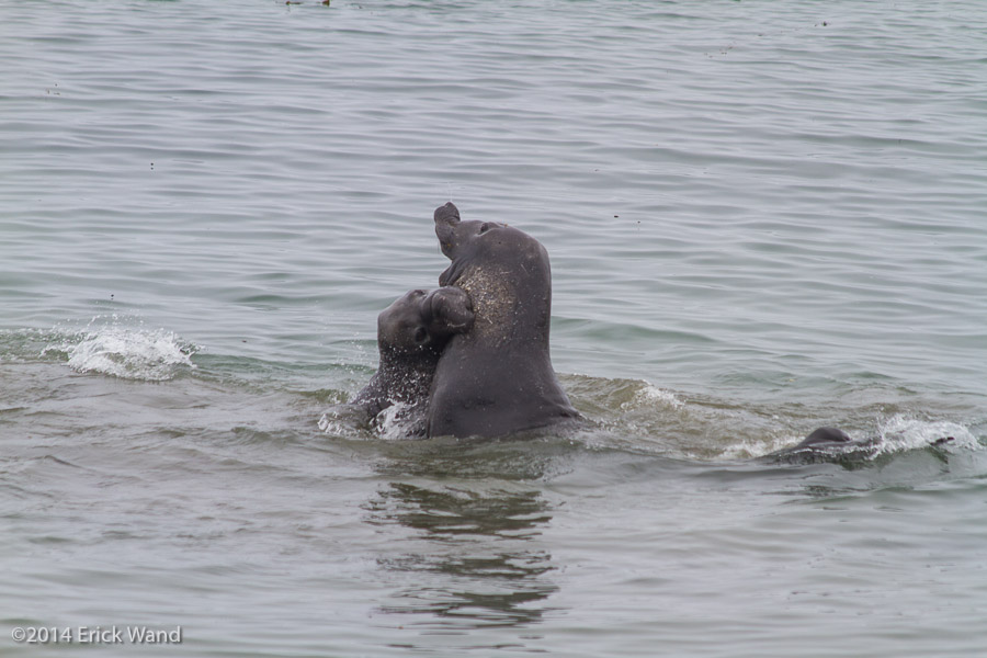 Elephant Seals at Rookery  - Image Name: PiedrasBlancas_9539