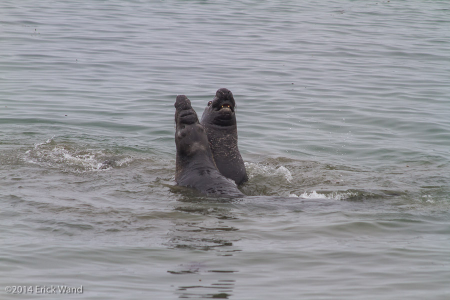 Elephant Seals at Rookery  - Image Name: PiedrasBlancas_9540
