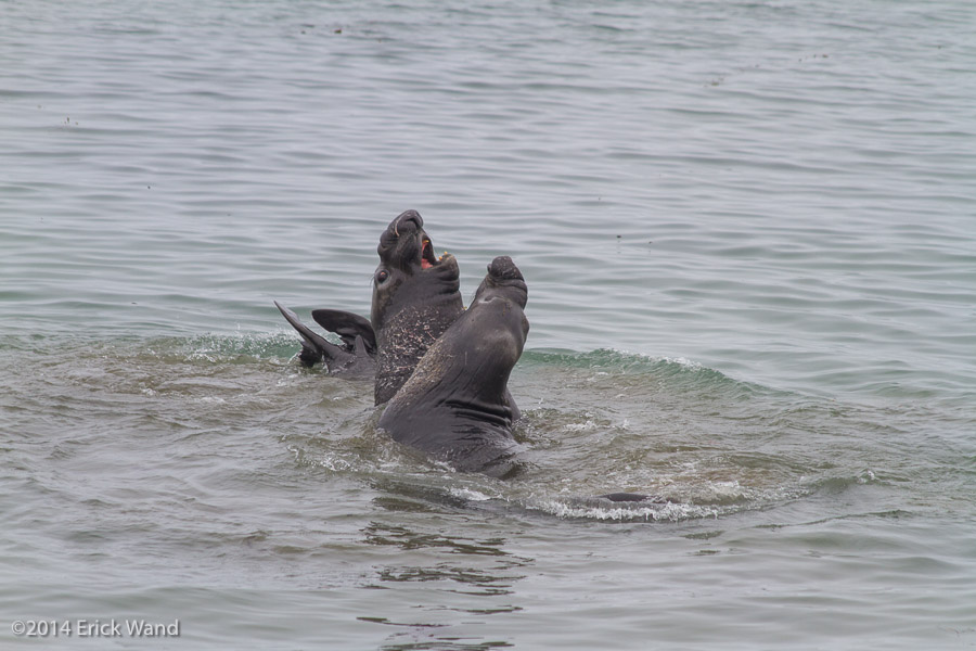 Elephant Seals at Rookery  - Image Name: PiedrasBlancas_9541