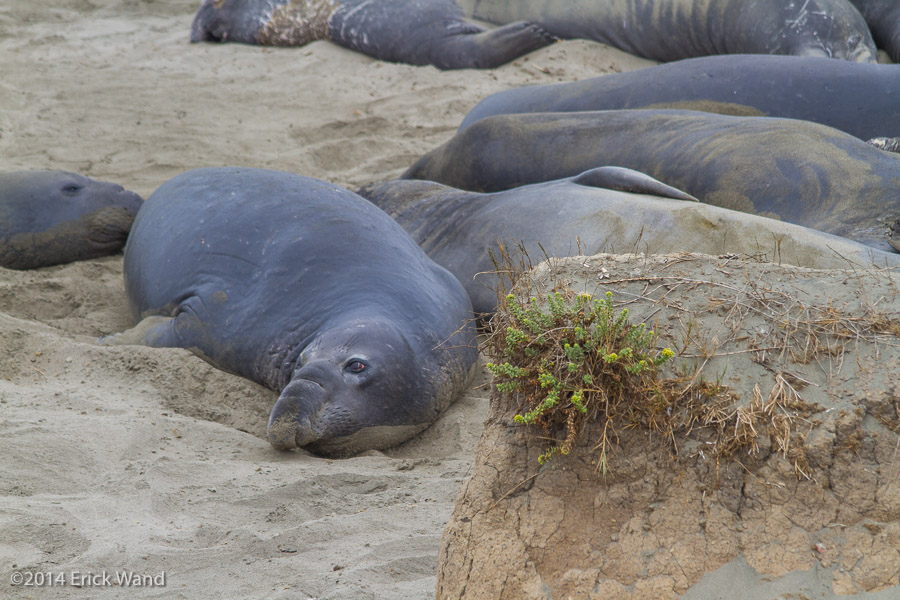 Elephant Seals at Rookery  - Image Name: PiedrasBlancas_9547