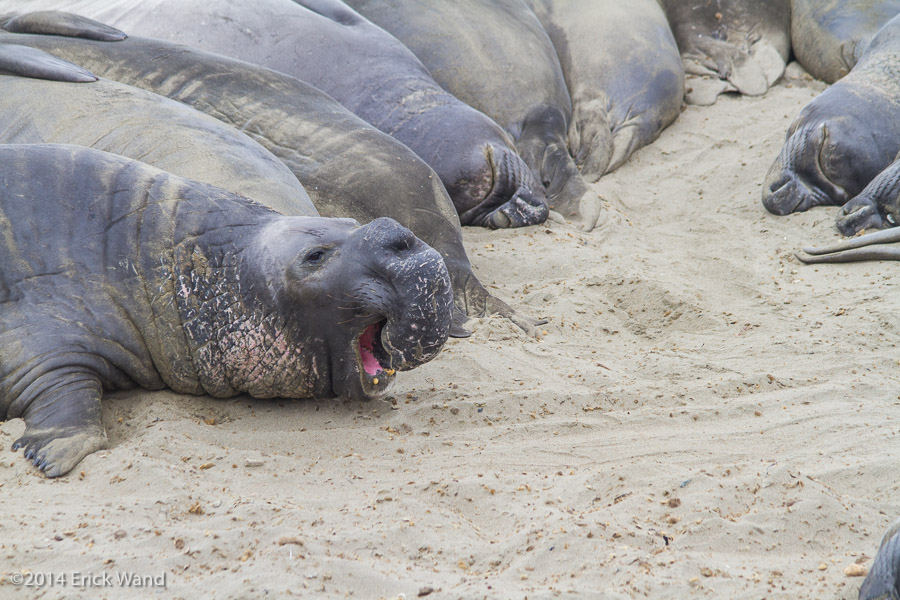 Elephant Seals at Rookery  - Image Name: PiedrasBlancas_9548